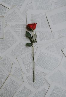 red rose on book sheets by Annie Spratt courtesy of Unsplash.